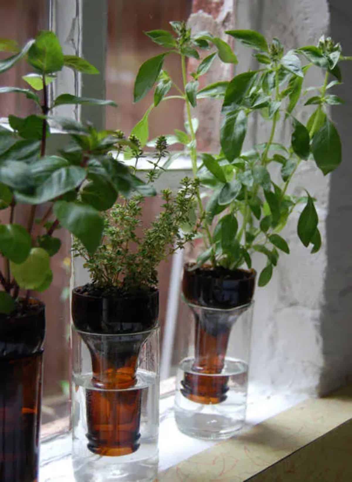 Self-Watering Wine Bottle Herb Garden