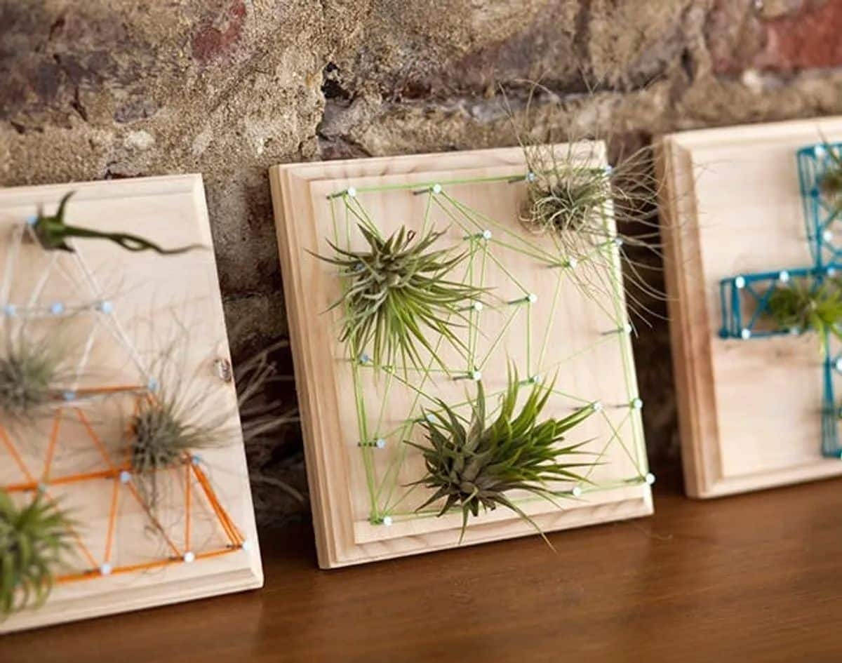 Air Plants + String Art = Living Wall Art!