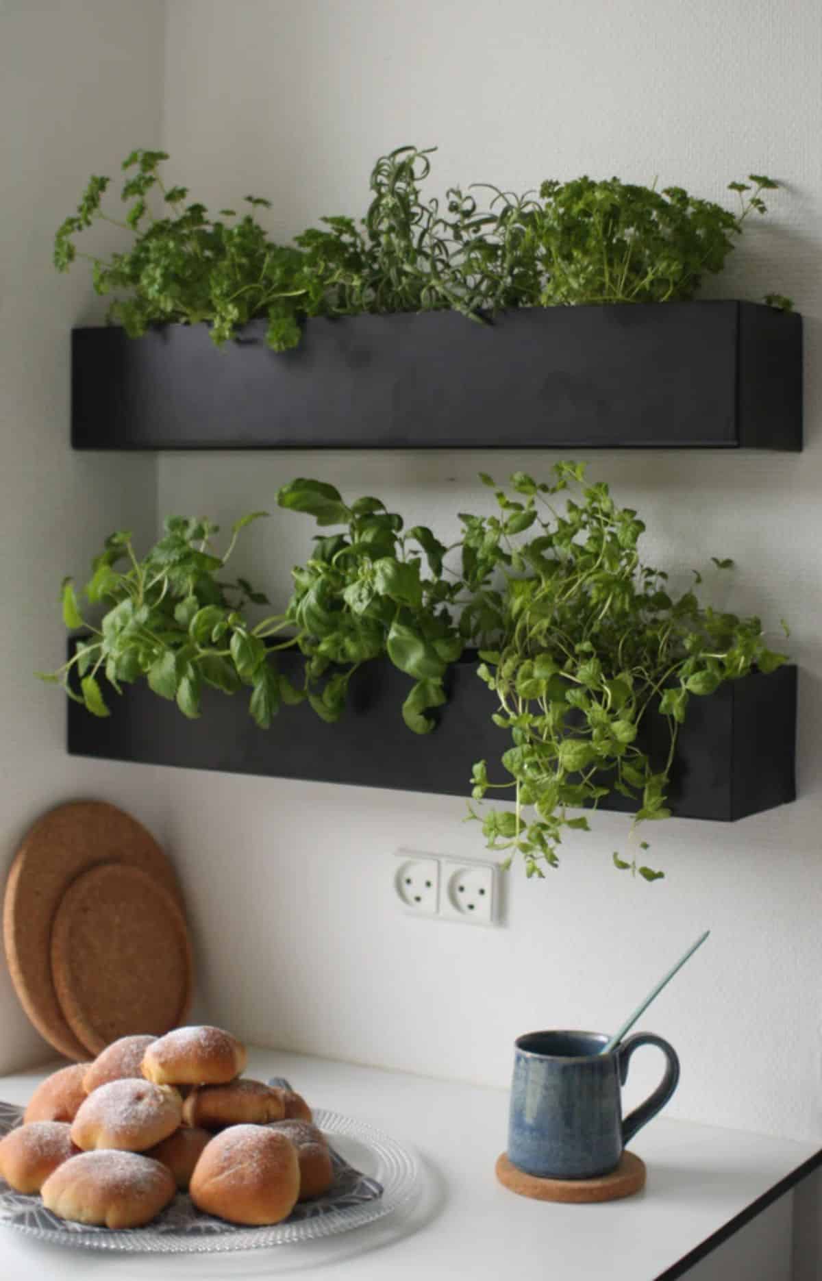 Wall Box Indoor Herb Garden