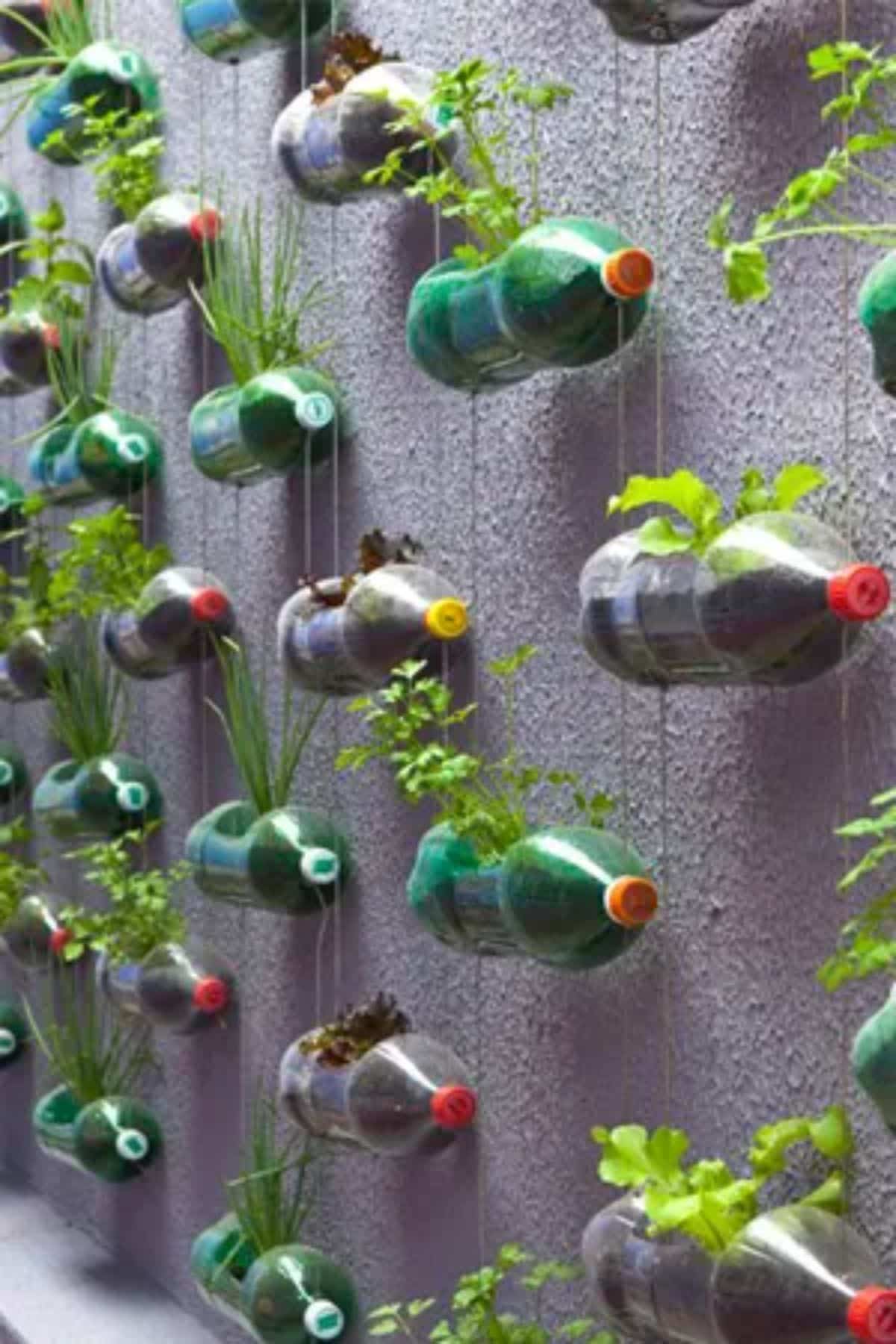 DIY Vertical Garden With Soda Pop Bottles