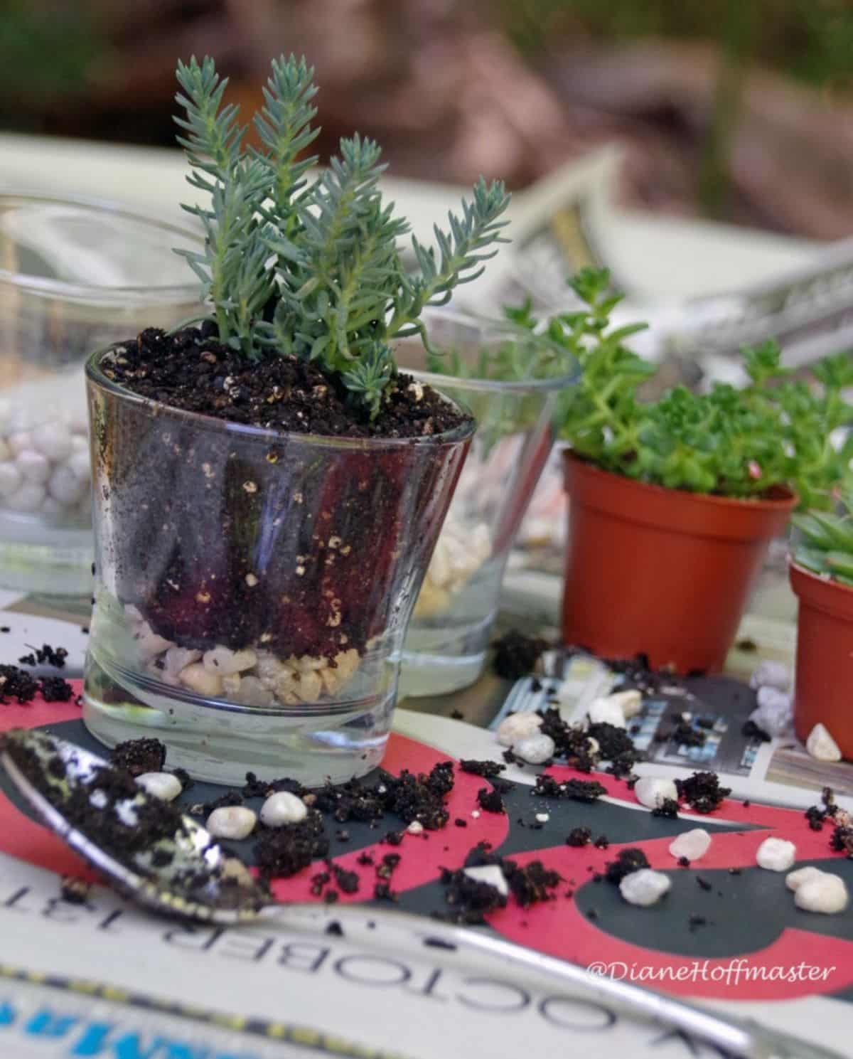 Upcycling Jars for a DIY Succulent Garden