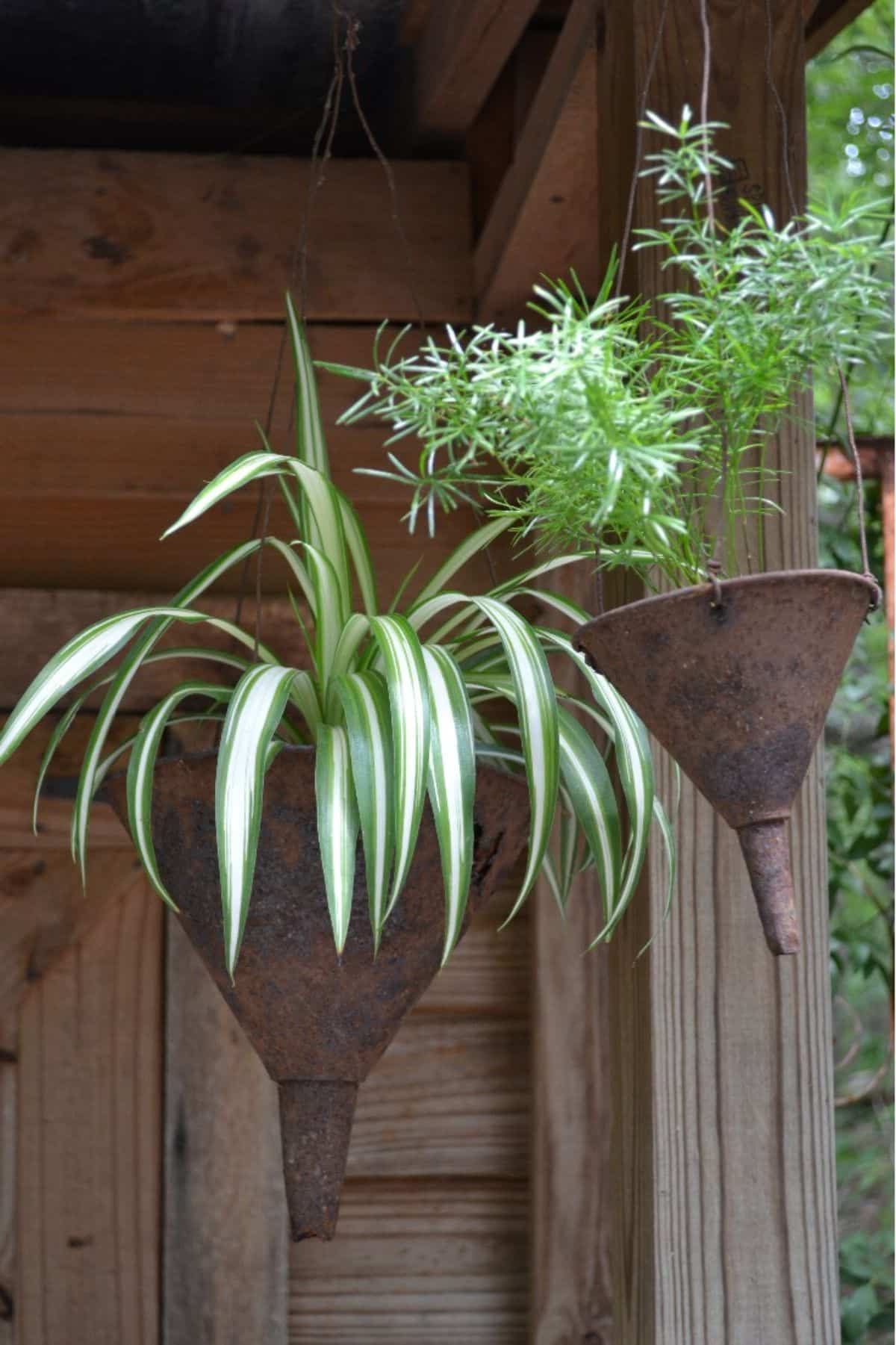 Old Funnels as Country Garden Containers