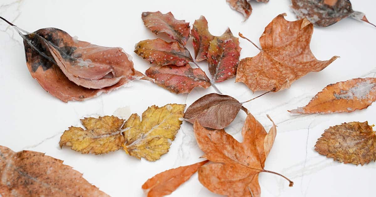 fall leaves preserved to make fall crafts