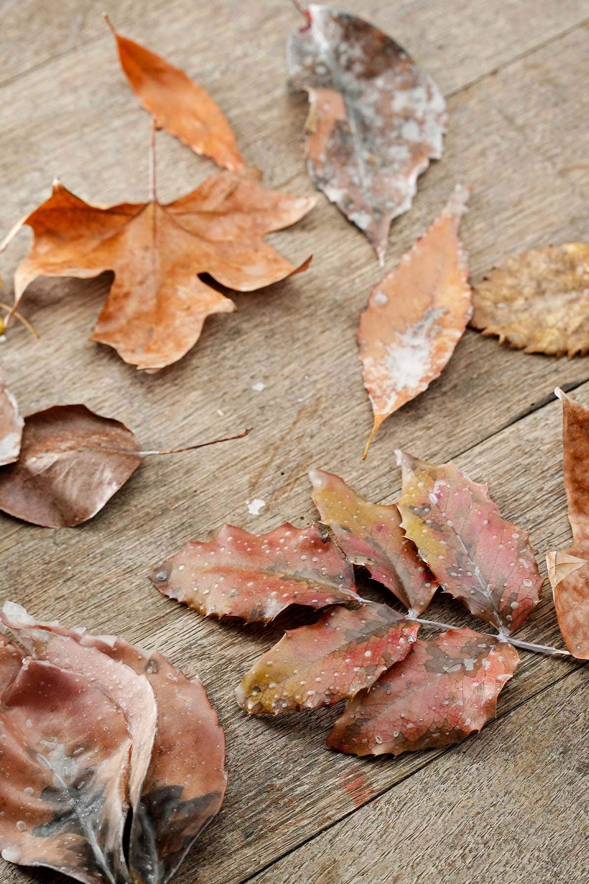 fall leaves preserved for crafts