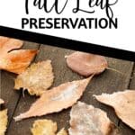 fall leaf preservation tutorial with text which reads easy diy fall leaf preservation