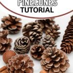 vanilla cinnamon pinecones with text which reads easy diy vanilla cinnamon pinecones tutorial