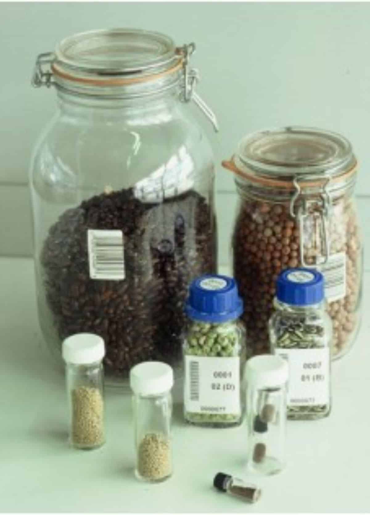 Glass Jars seed storage.