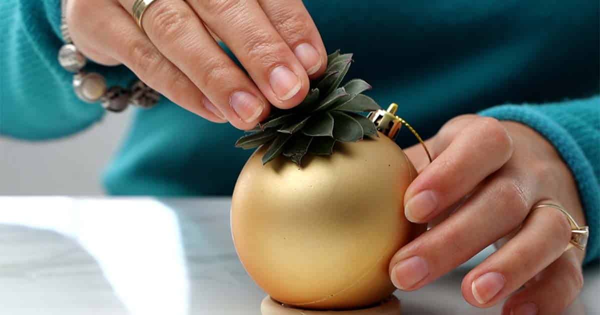how to make a Succulent Christmas Gift