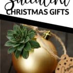 simple succulent ornament gift with text which reads easy diy Succulent Christmas Gifts