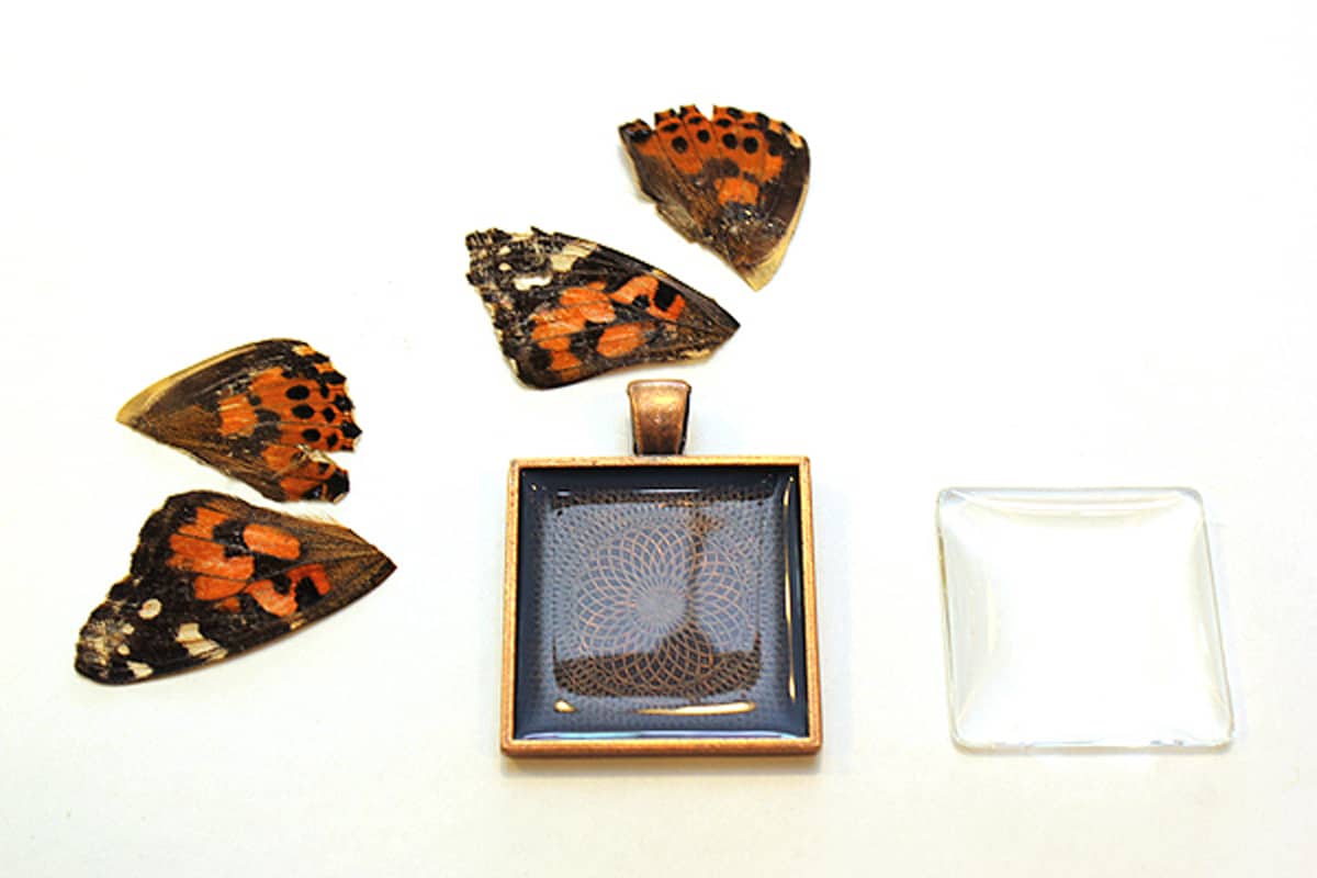 container and butterfly wings
