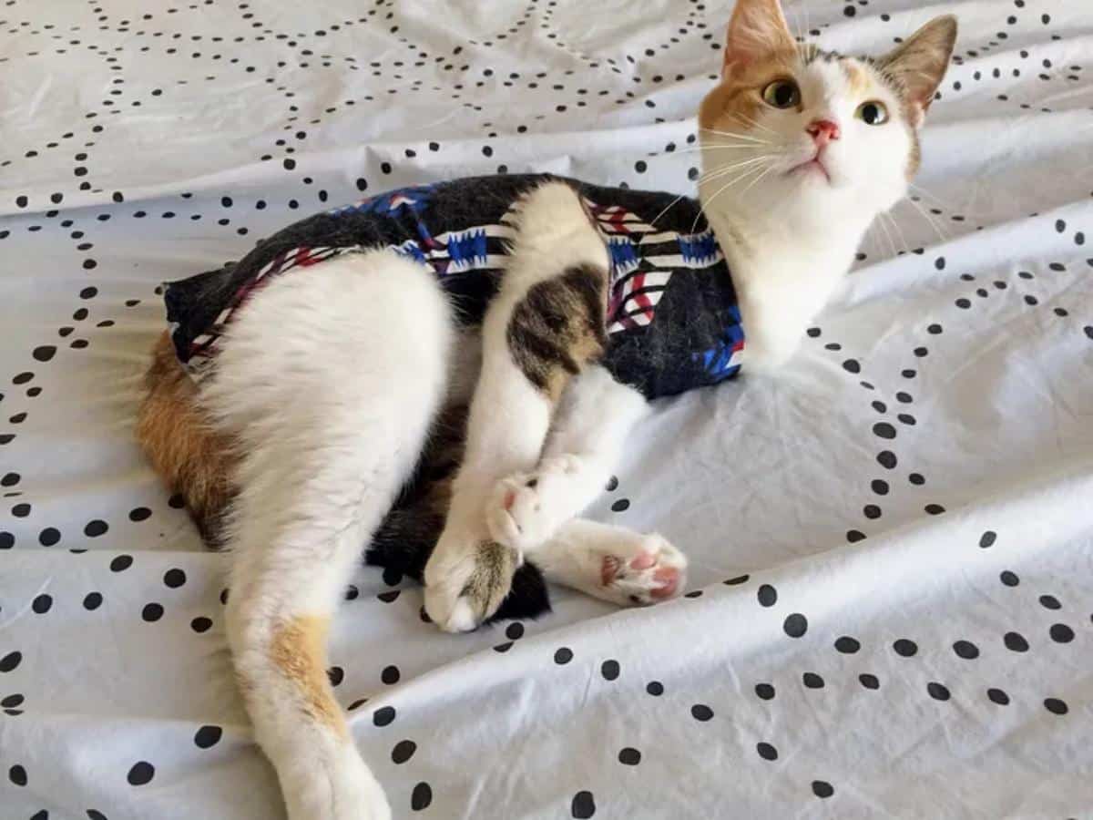 DIY E-Collar for Spayed Cats
