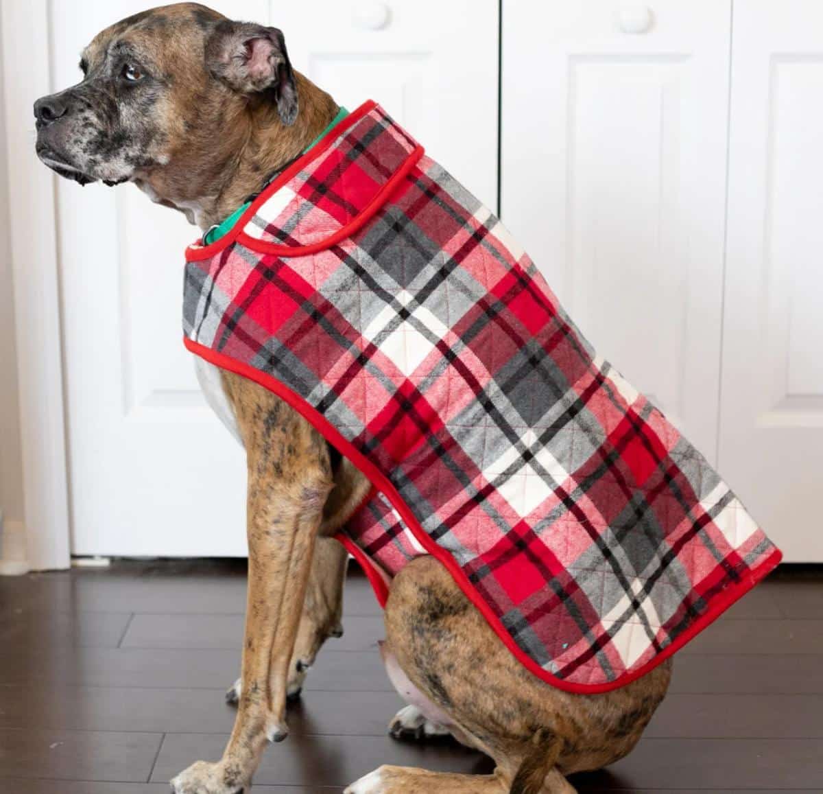 Heavy-Duty Outdoor Dog Sweater