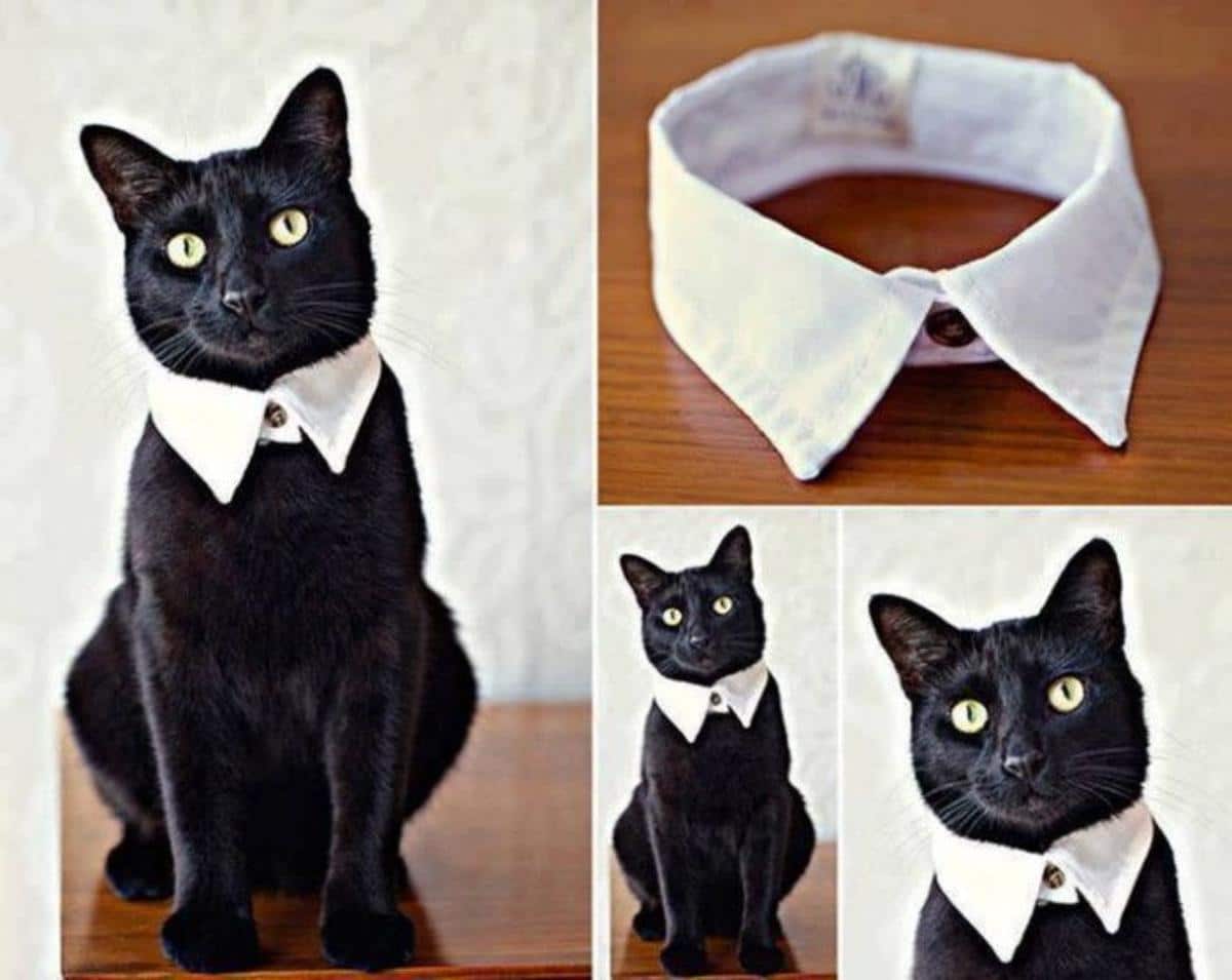 DIY Easy and Classy Cat Collar From Old Shirt