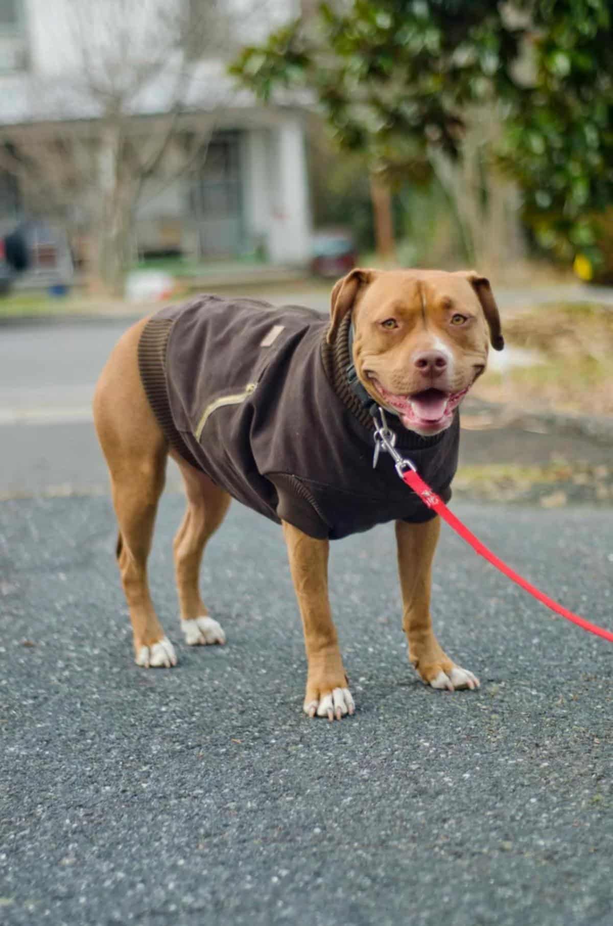 Canine Carhartt Dog Sweater