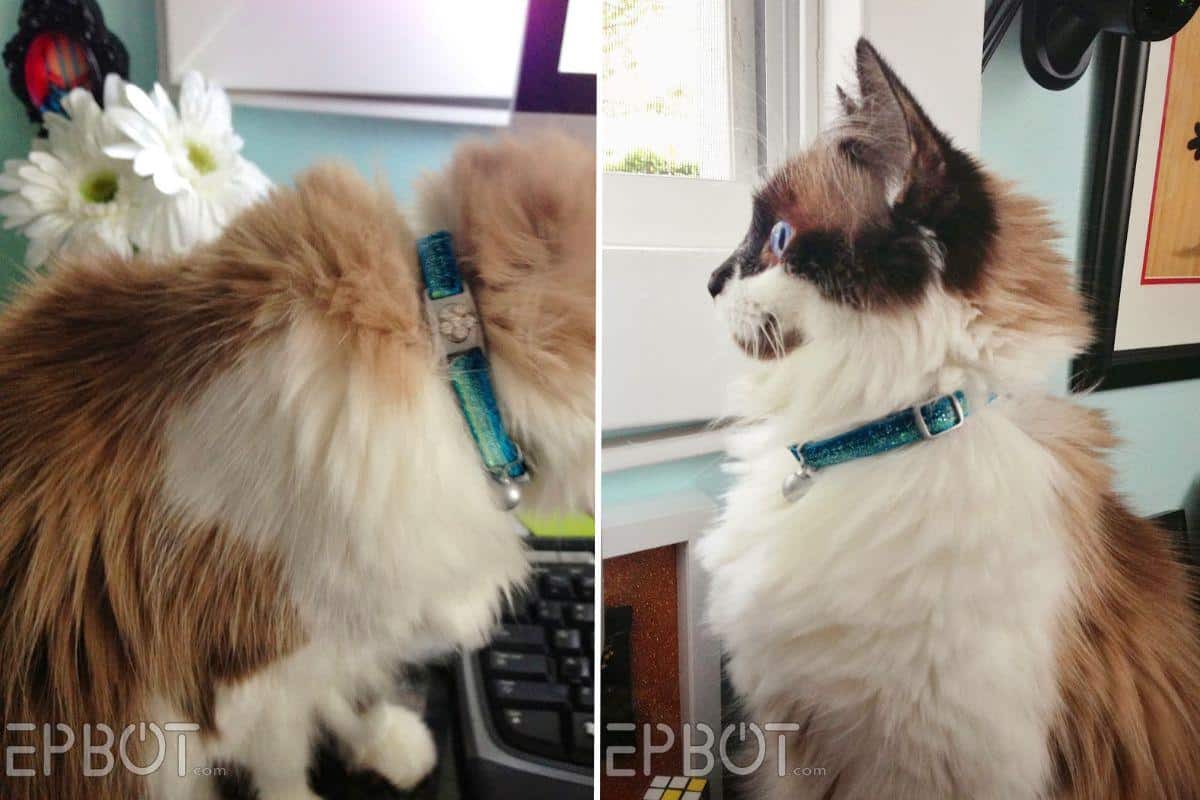 DIY Custom Cat Collar