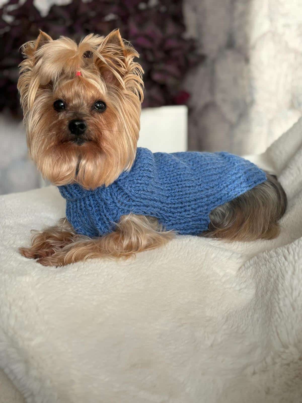 Knitting Pattern For Small Dogs Basic Dog