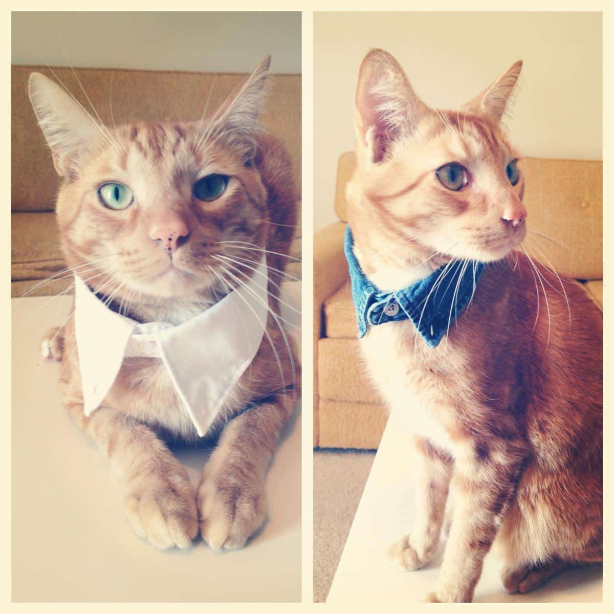 DIY Fancy Cat Collar