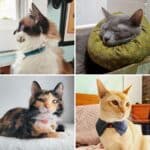 4 DIY Cat Collars