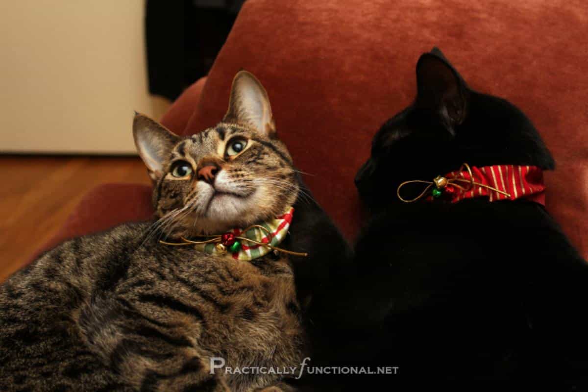 DIY Christmas Cat Collars