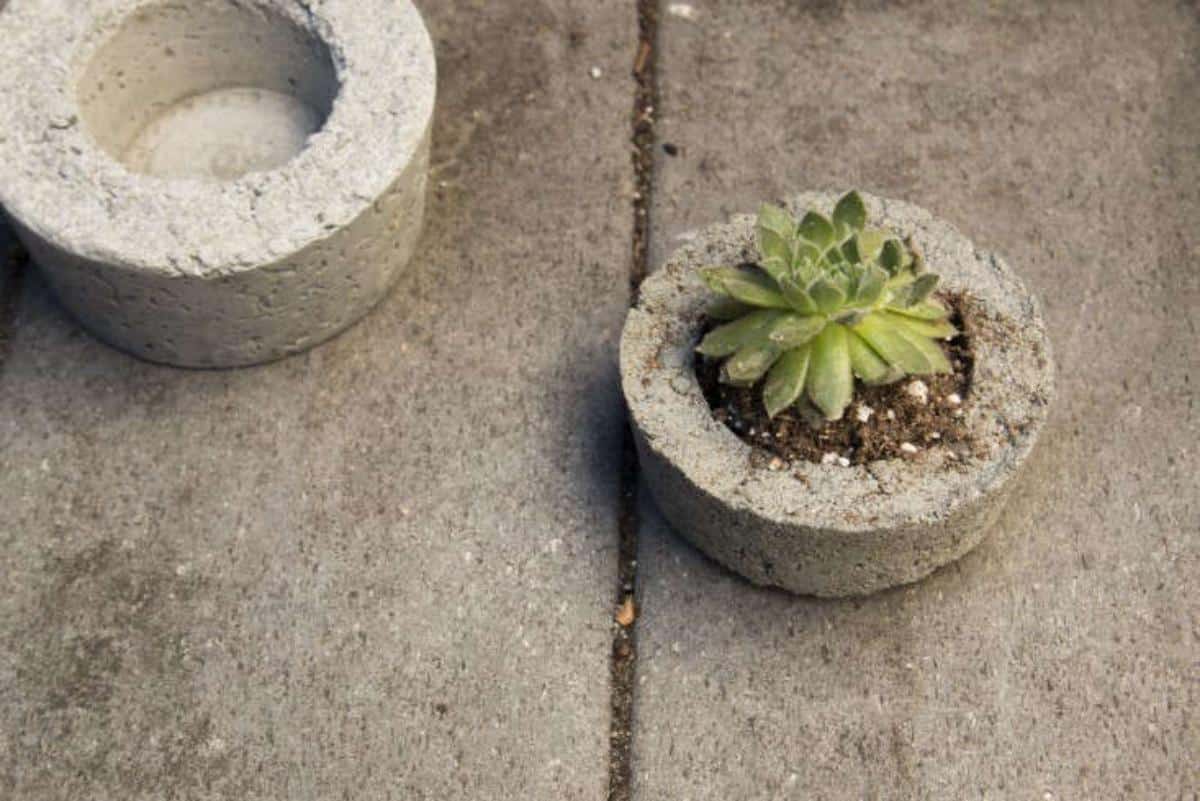 DIY Concrete Mini Planters