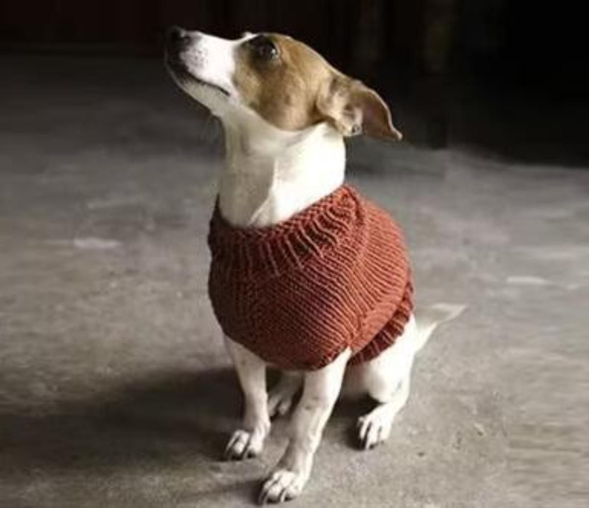 The Juno Jumper for dog.