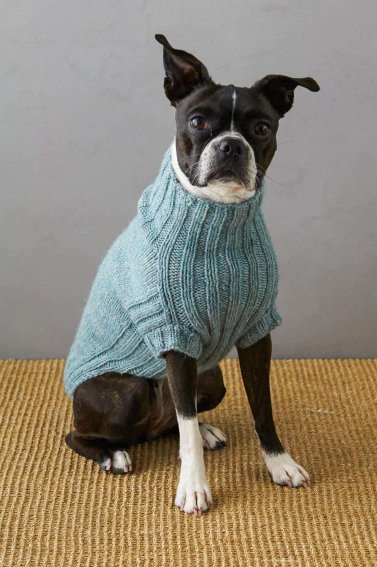 Lucky Dog Sweater