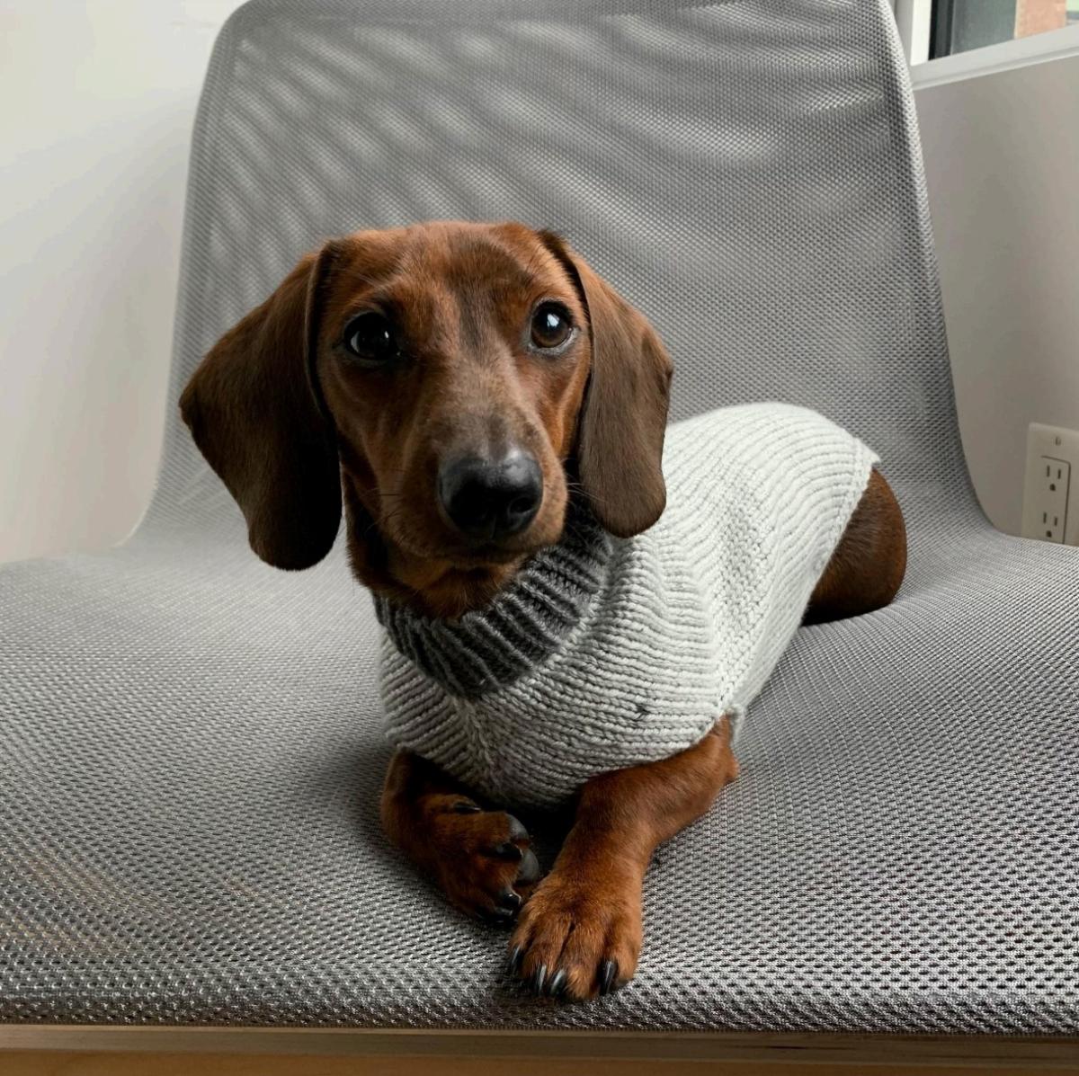 The Edinburgh Seamless Dog Sweater