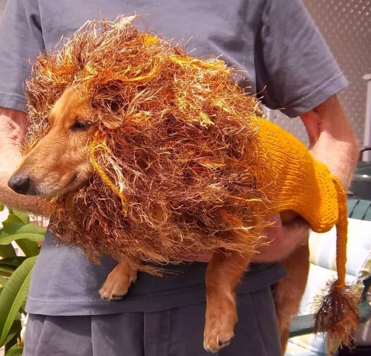 Lion Dog Sweater