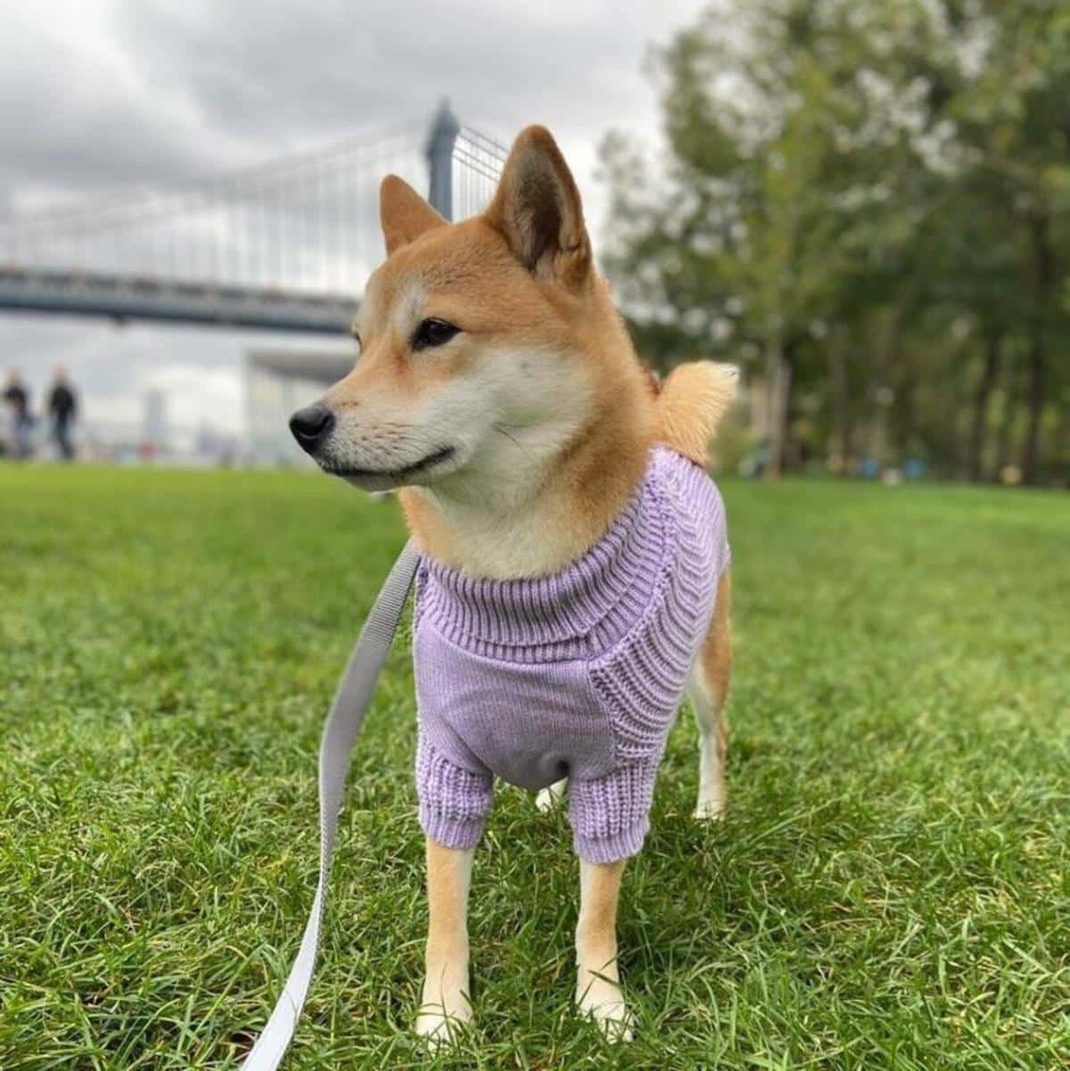 Cute Knitting Dog Sweater