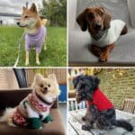 4 Knitting Dog Sweaters