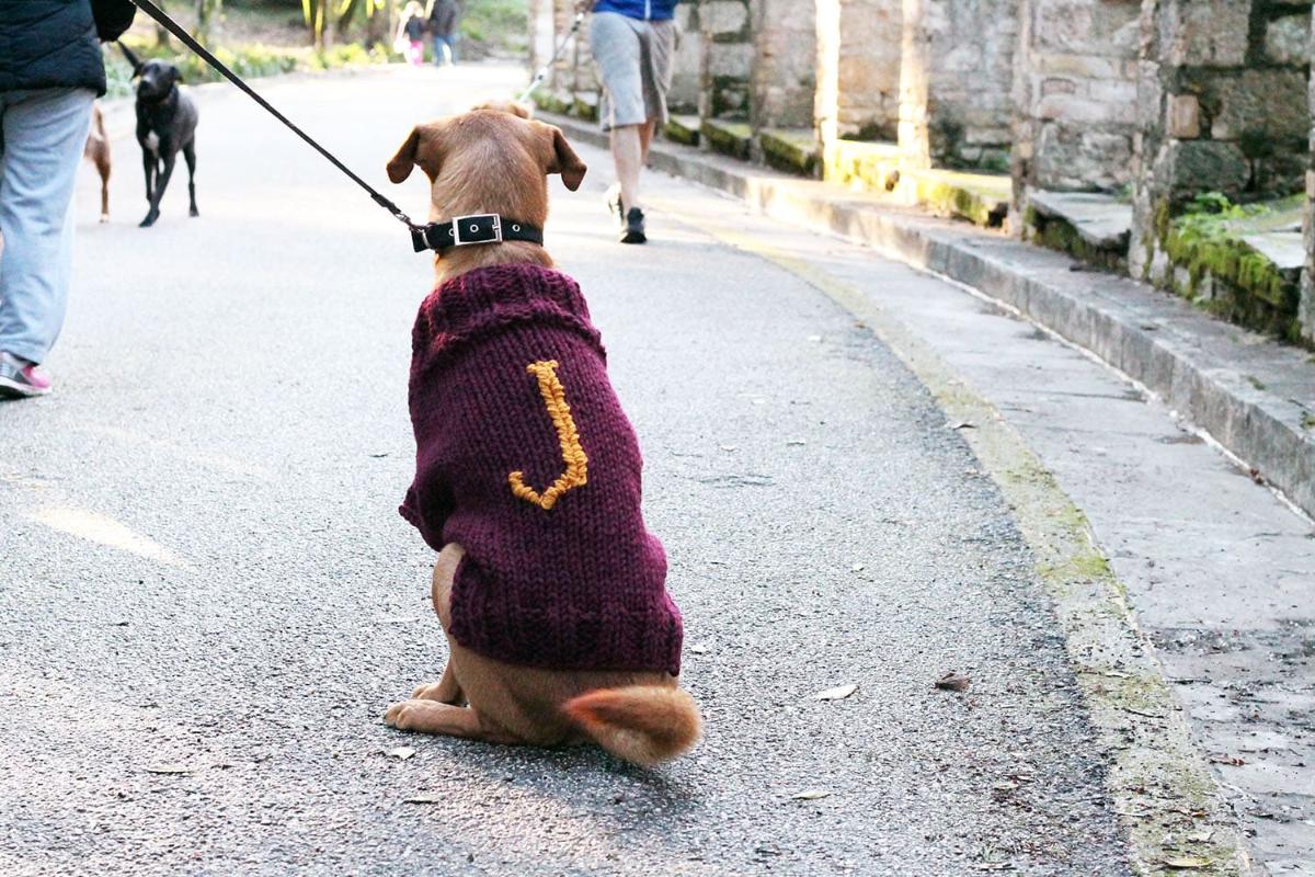 Harry Potter Dog Sweater