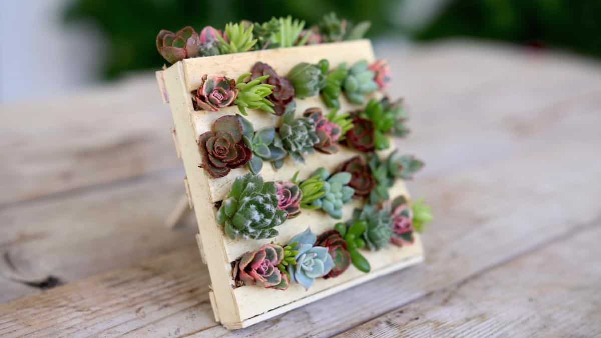 Cute Succulent Mini-Pallet