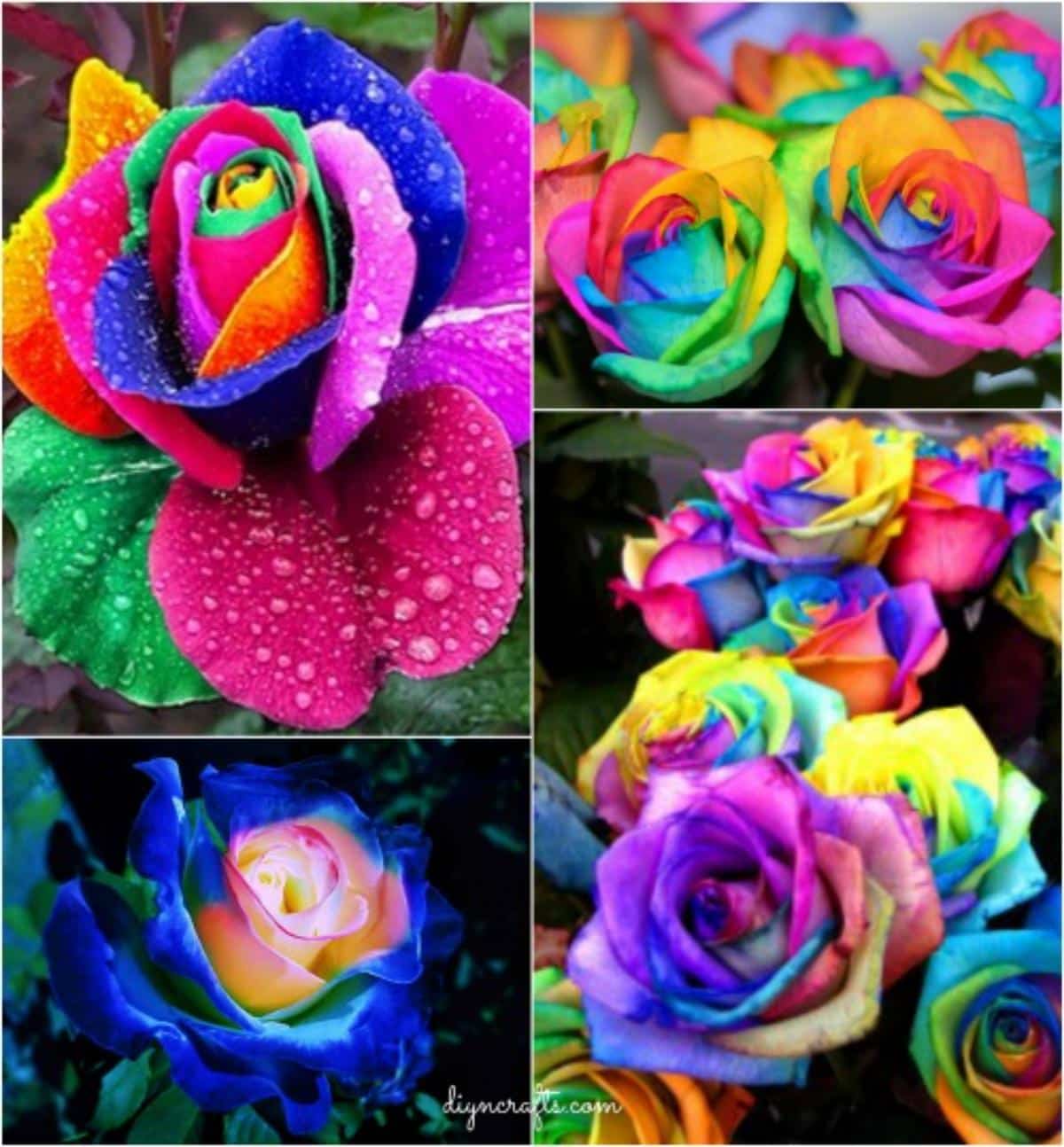 DIY Colorful Rainbow Roses